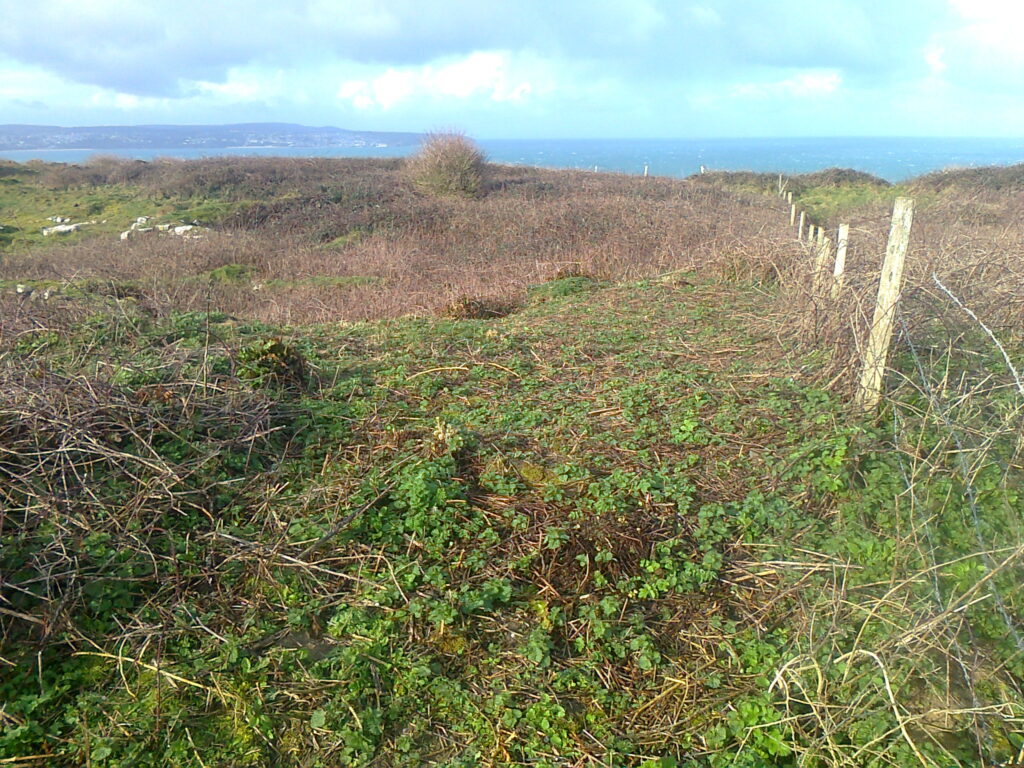 Brushcutting at Crane Godrevy area A