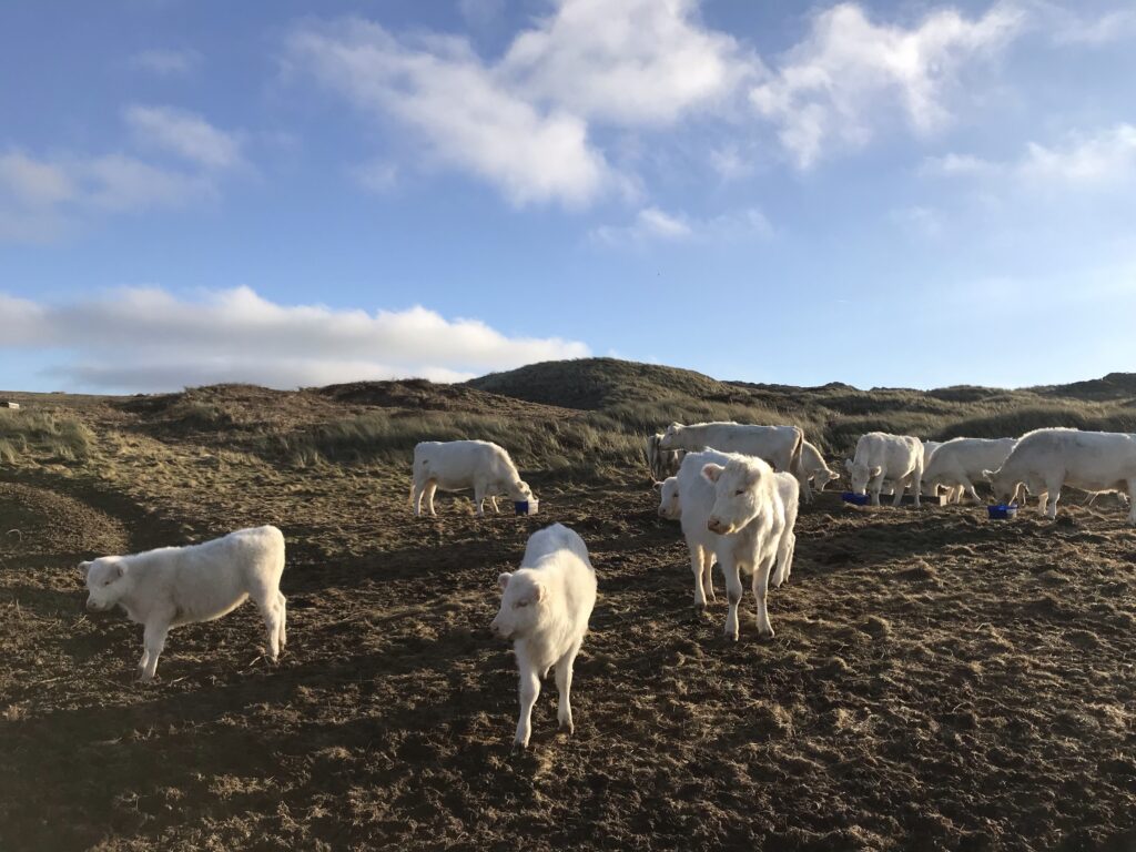 Group of Whitbred Shorthorn cattle on Godrevy Warren