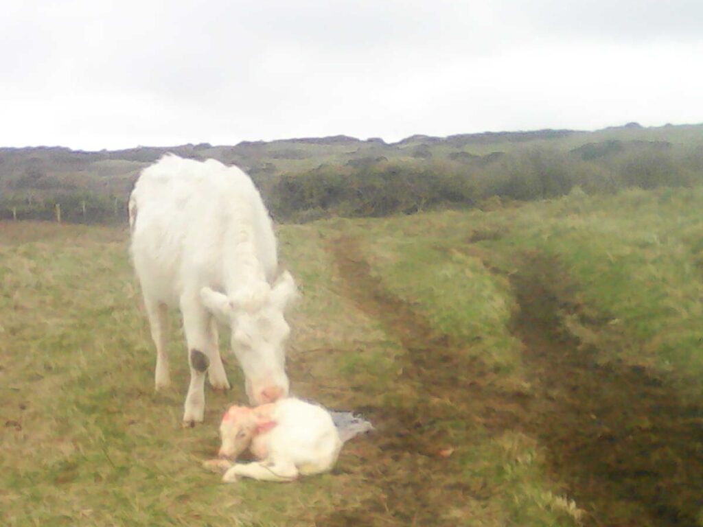 New-born calf on Godrevy Warren