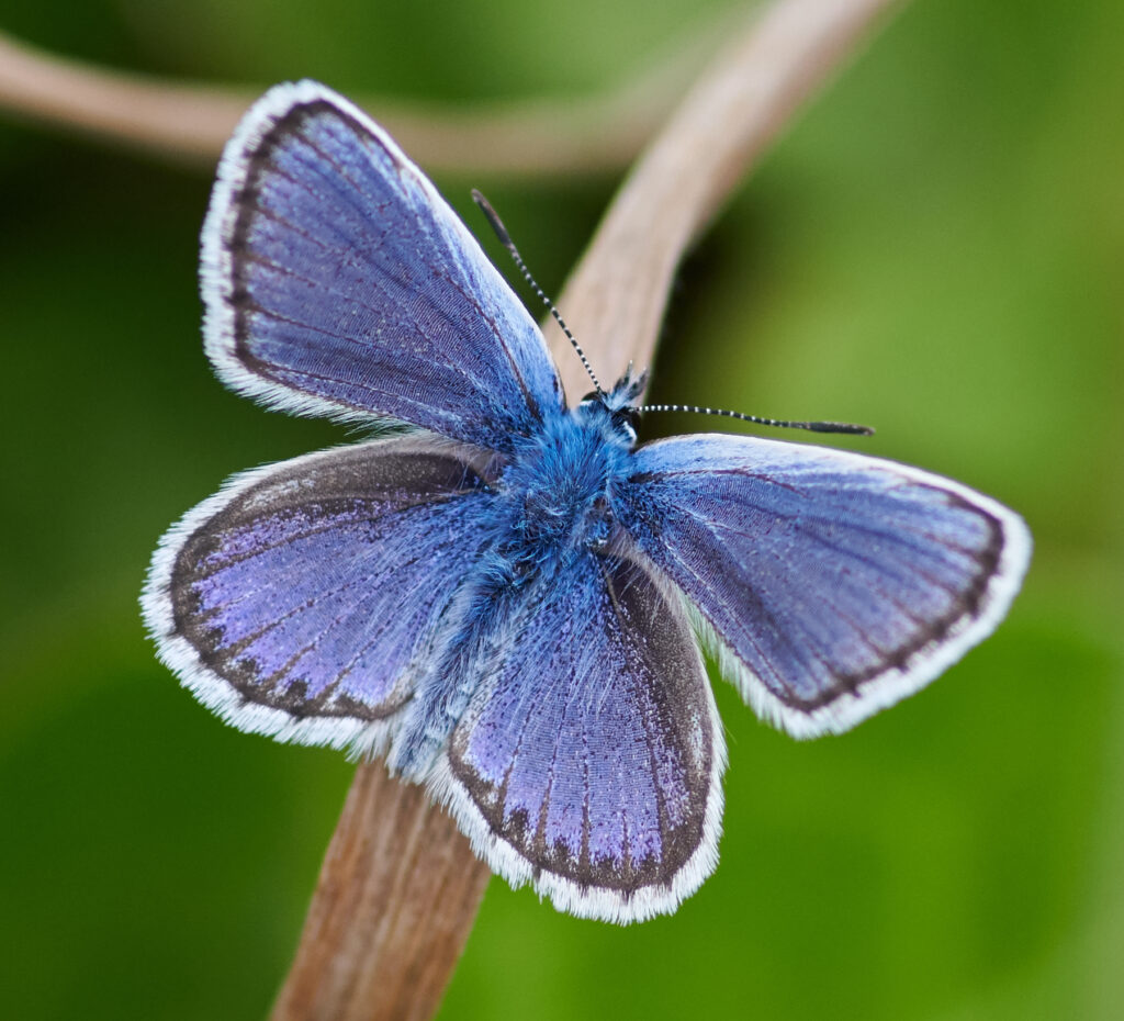 Silver-studded Blue